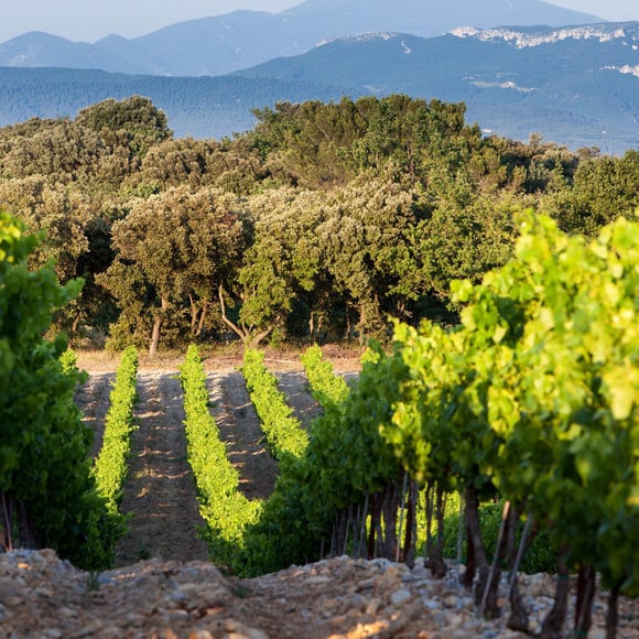 Rhône Valley wines